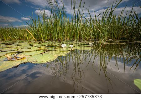 Water Lilies With Green Leaves Floating On The Mirrored Water Surface Of A Water Channel In The Hola