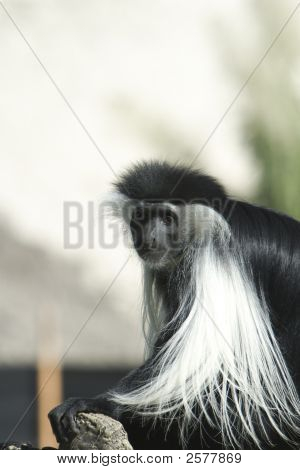 Colobus abe