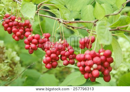 Branches Of Red Schisandra. Schizandra Chinensis Plant With Fruits On Branch