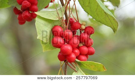 Branches Of Red Schisandra. Schizandra Chinensis Plant With Fruits On Branch