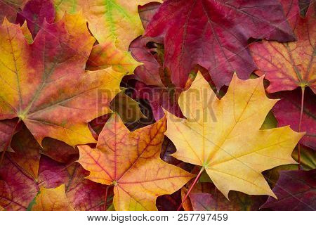 Amazing Multicolor Background Of Natural Autumn Foliage. Colorful Background Of Multicolor Leaves Wi