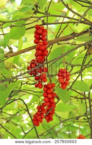 Branches Of Red Schisandra. Schizandra Chinensis Plant With Fruits On Branch