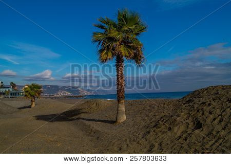 Palms On Italian Beach In Winter
