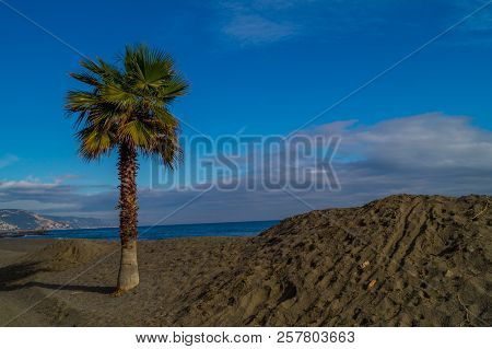 Palms On Italian Beach In Winter