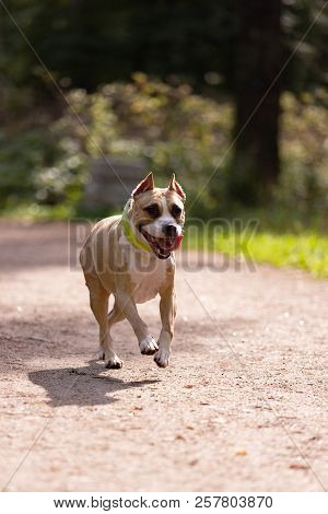 Red And White Dog Walks Outdoor At Summer