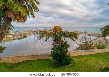 Palms On Italian Beach In Winter
