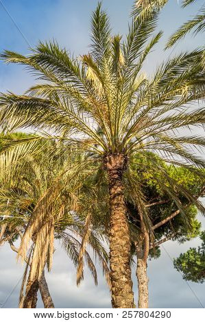 Palms On Italian Beach In Winter