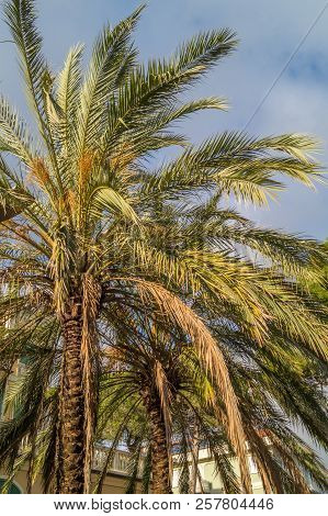 Palms On Italian Beach In Winter