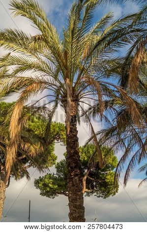 Palms On Italian Beach In Winter