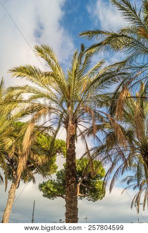 Palms On Italian Beach In Winter