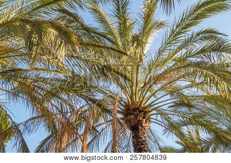 Palms On Italian Beach In Winter