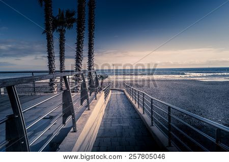 Palms On Italian Beach In Winter