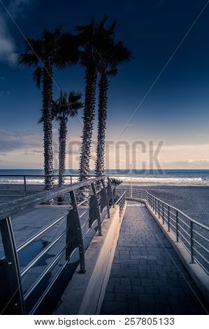Palms On Italian Beach In Winter