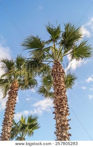 Palms On Italian Beach In Winter