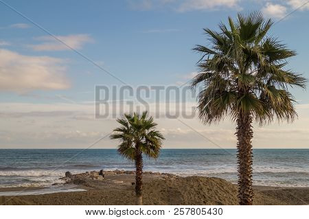 Palms On Italian Beach In Winter