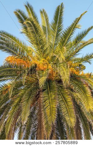 Palms On Italian Beach In Winter