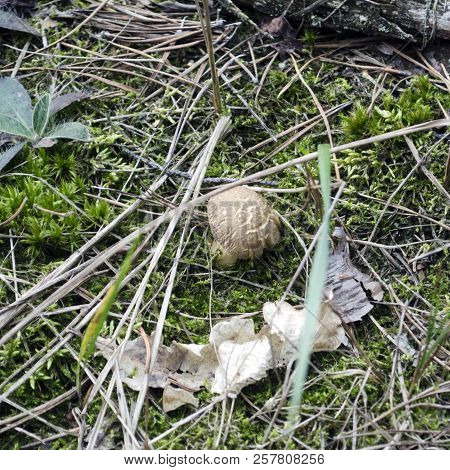 Xerocomellus Chrysenteron. Variegated Boletus Or Mossiness Mushroom In The Forest.