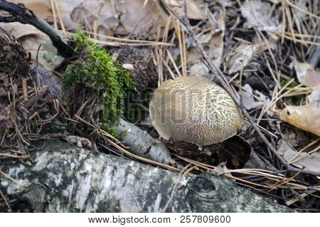 Xerocomellus Chrysenteron