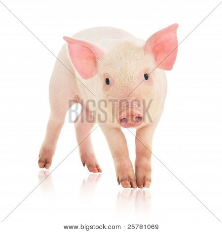 Prase na bílém pozadí