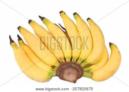 Isolated Of  Lady Finger Banana,slim Yellow Bunch Of  Bananas,call Kluai Leb Mu Nang In Thai.