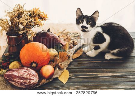 Happy Thanksgiving Concept. Cute Cat Sitting At Beautiful Pumpkin In Light, Vegetables On Bright Aut