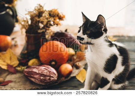 Happy Thanksgiving Concept. Cute Cat Sitting At Beautiful Pumpkin In Light, Vegetables On Bright Aut