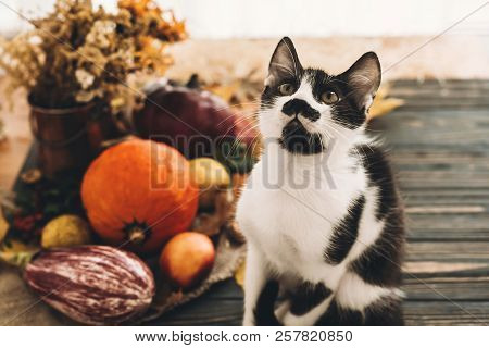 Happy Thanksgiving Concept. Cute Funny  Cat Sitting At Beautiful Pumpkin In Light, Vegetables On Bri