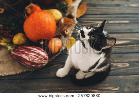 Happy Thanksgiving Concept. Cute Cat Sitting At Beautiful Pumpkin In Light, Vegetables On Bright Aut