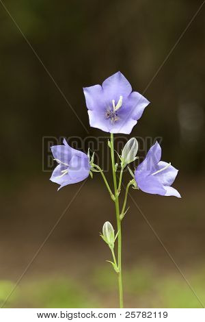 Campanula Rotundifolia
