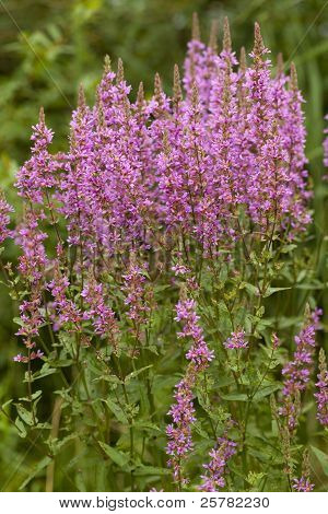 สีม่วง Loosestrife