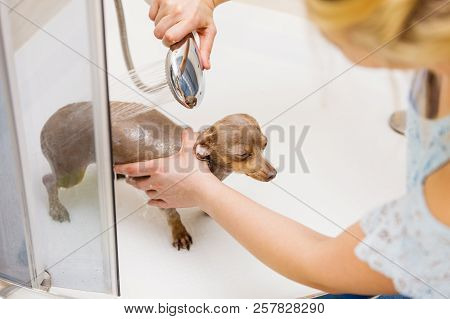 Woman Taking Care Of Her Little Dog. Female Washing, Cleaning Pinscher Ratter Prazsky Krysarik Under