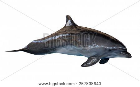 grey doplhin isolated on white background