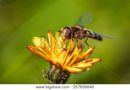 Bee collects nectar from flower crepis alpina