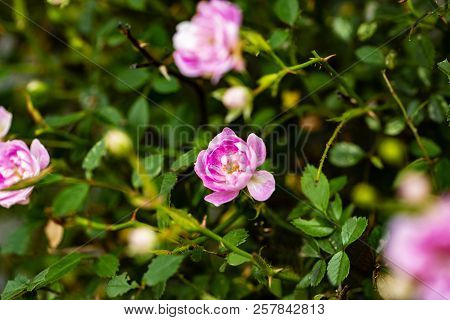 Closeup Of Pink Climbing Rose Bush In Bloom On Green Background.