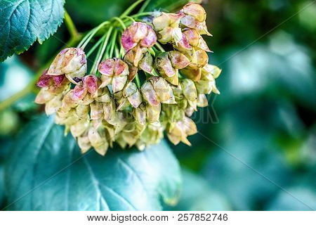 Macro Photo Of Ripe Seeds Of Bush On A Background Of Green Leaves Close-up