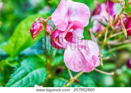 Macro Photo Of A Pink Aconite Flower Close-up With Streaks And Small Details