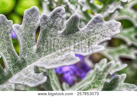 Macro Photo Of The Leaves Of A Plant Of Silvery Close-up With Villi And Glitter