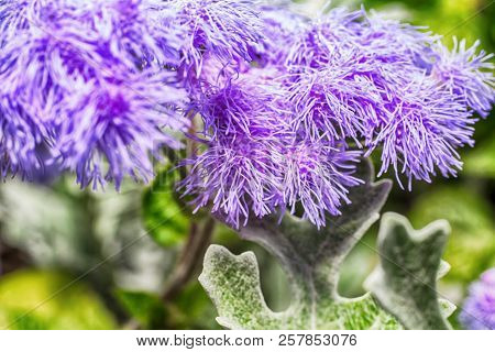 Macro Photo Of A Purple Flower Ageratum In The Grass Close-up With Small Details