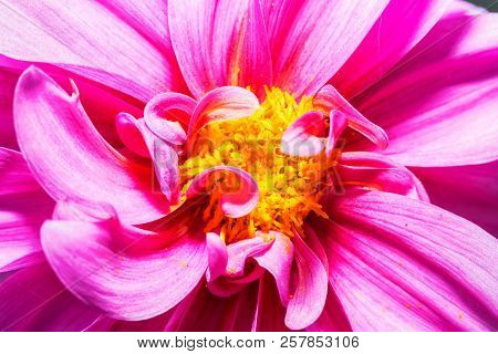 Macro Photo Of A Red Chrysanthemum Flower At Close Range With Clear Details
