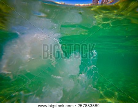 Barrel Jellyfish Rhizostoma Pulmo Underwater In The Mediterranean Sea,israel