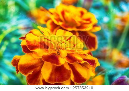 Macro Photo Of A Carnation Flower In The Grass Close-up With Small Details
