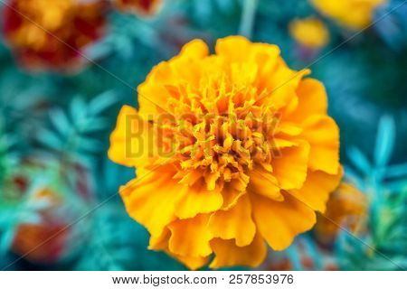Macro Photo Of A Carnation Flower In The Grass Close-up With Small Details