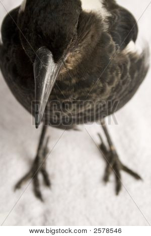 Australian Harakka
