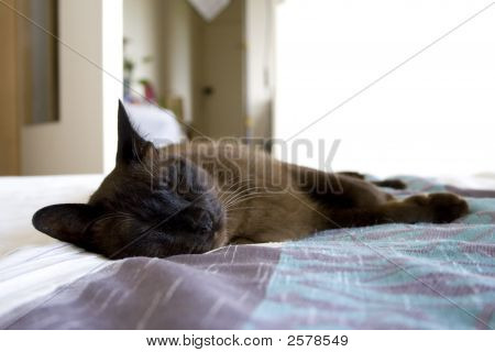 Tonkinese katti nukkuminen