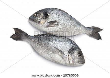 Forgyldte hoved Breams fisk