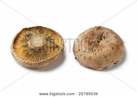 Milkcap 버섯