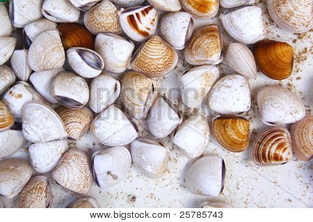 Limpets และเปลือกหอย
