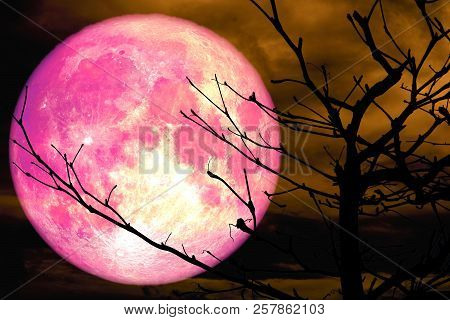 Super Pink Moon Back Silhouette Branch Dry Tree Orange Cloud