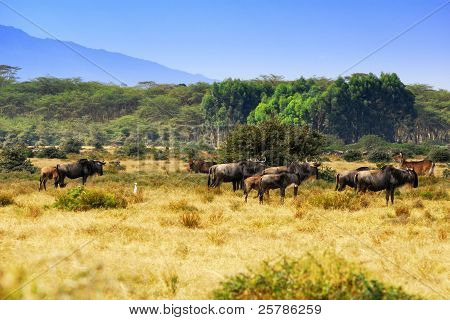 Afrikanische Landschaft