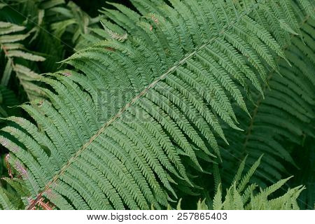 Common Lady Fern Single Leaf Close Up, Bialowieza Forest, Poland, Europe